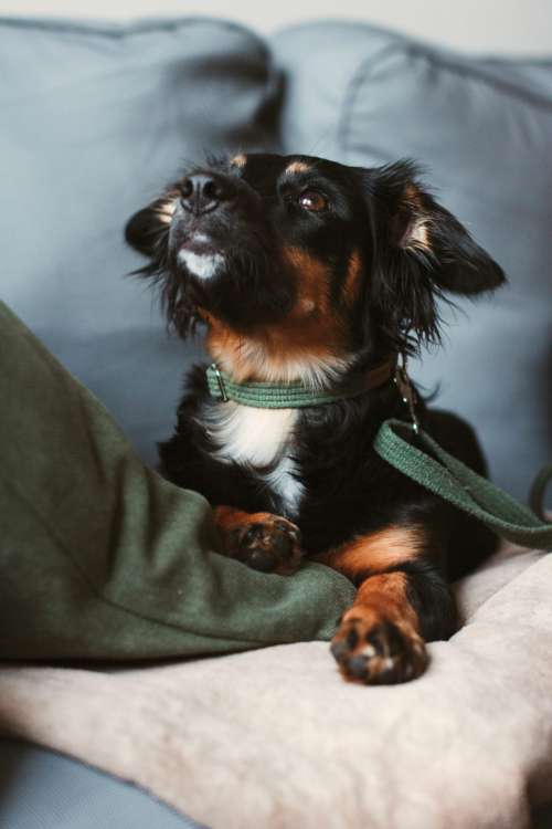 Mixed breed dog lying on the sofa 3