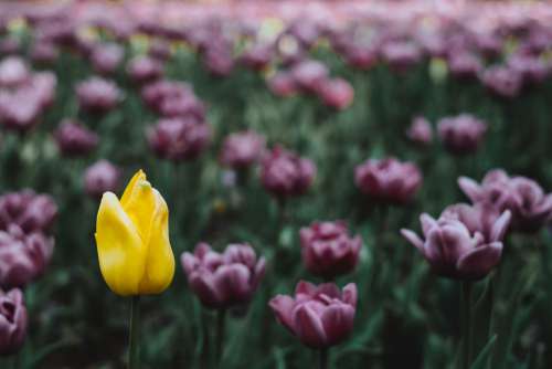 Tulip field