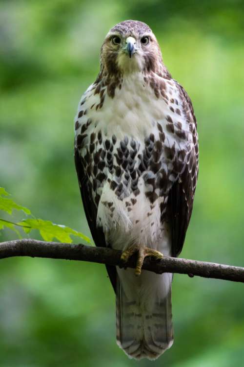 Hawk Bird Animal