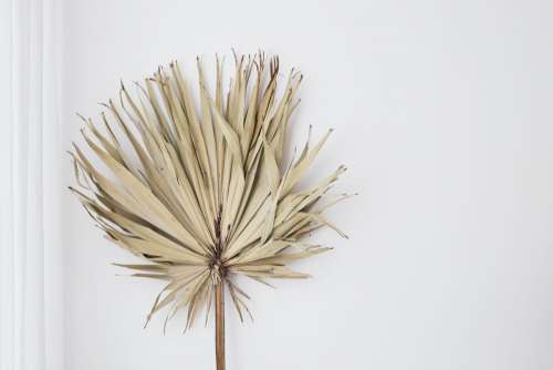 Big dried palm leaf