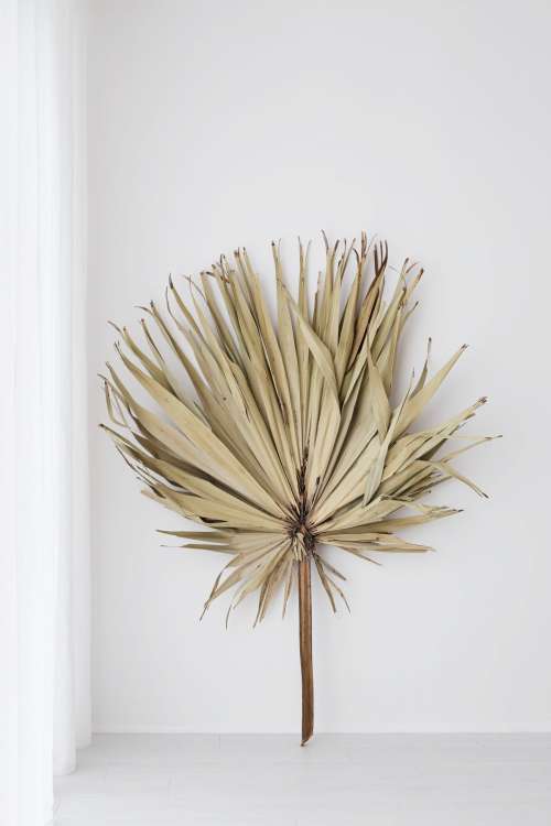 Big dried palm leaf