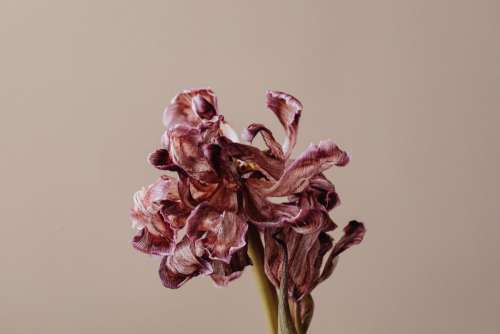 Dried flowers and leaves - still life backgrounds