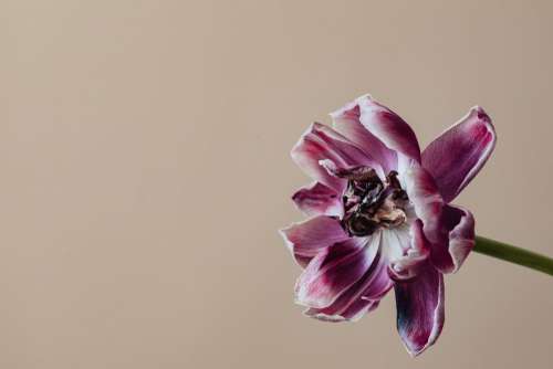 Dried flowers and leaves - still life backgrounds