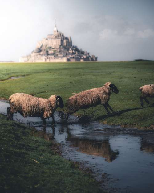 Sheeps of the Mont-Saint-Michel