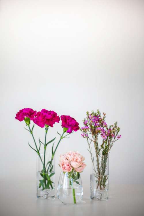 Flower Vase Isolated Free Photo
