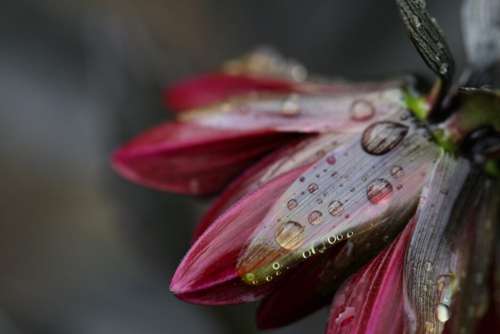 Flower Rain Drops Free Photo
