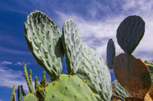 Green Cactus And Blue Sky