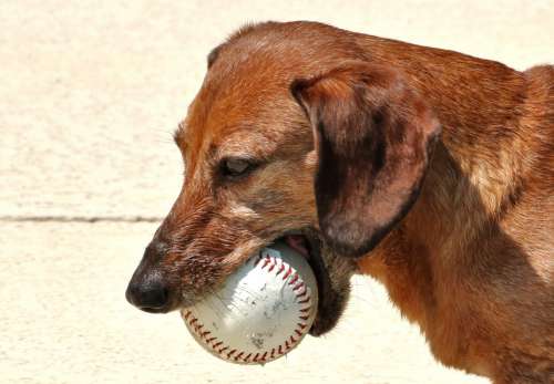 Dachshund Dog With Ball Close-up