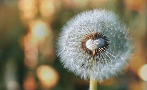 Blowball Dandelion Blossom Flower