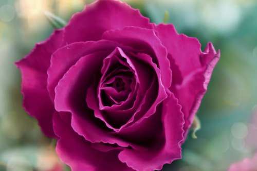 Rose Flower Blossom Bokeh