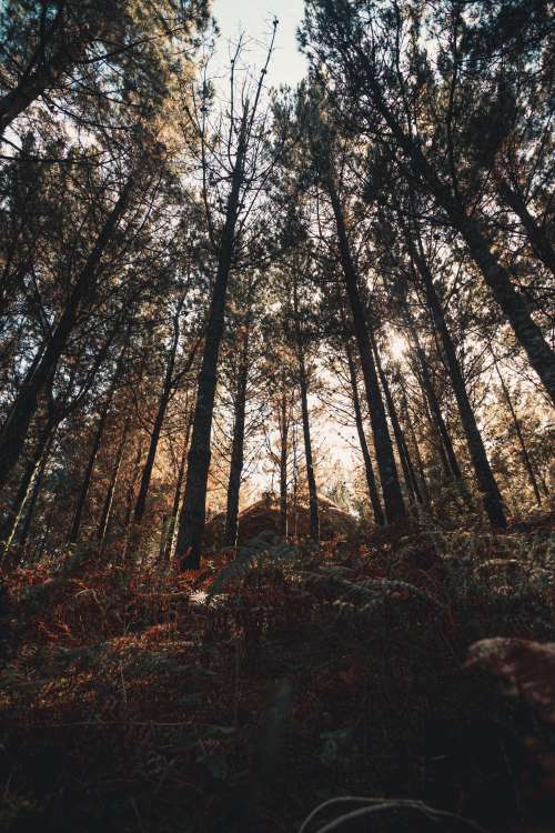 Tall Trees Reach High Against A Setting Sun Photo