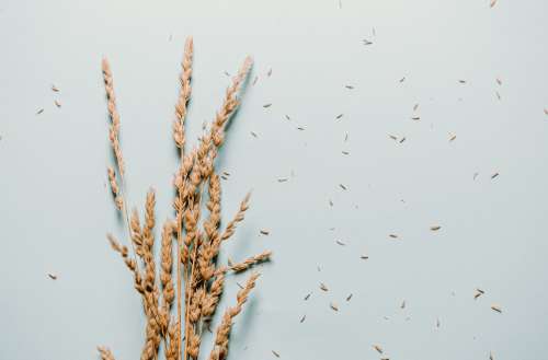 Small Bundle Of Wheat On A Blue Background Photo