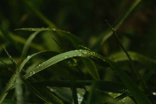 Close Up Of Grass Blades With Water Drops Photo