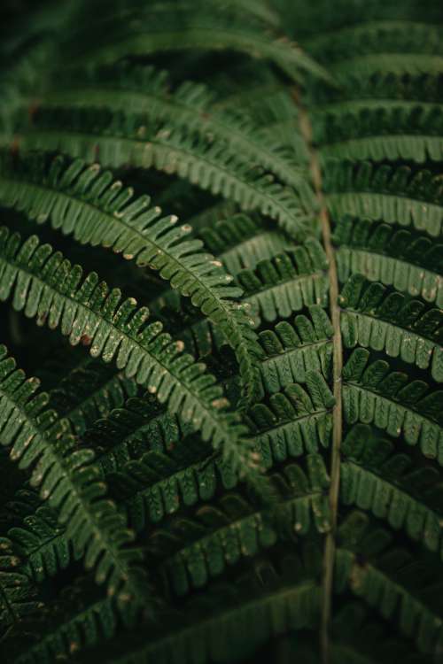 Close Up Of Green Fern Leaves With Brown Spotting Photo