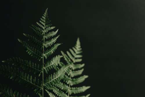 Top Of Fern Branches Against Black Photo