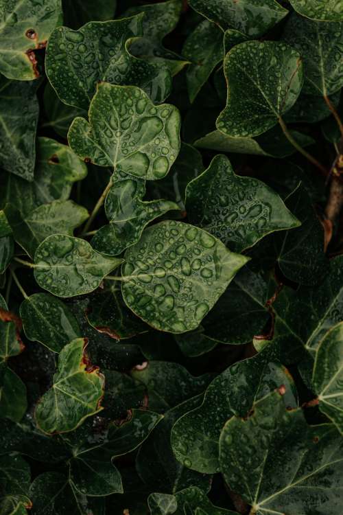 Water Droplets Hung On Green Vines Photo