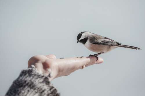 Small Bird Eats In The Palm Of A Hand Photo