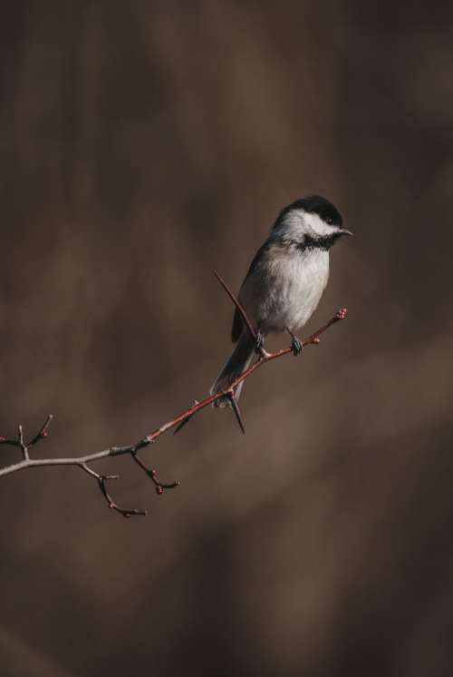 Small Bird Sits On A Bare Tree Branch Photo