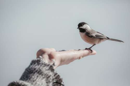 Small Bird Stands In A Persons Hand Photo