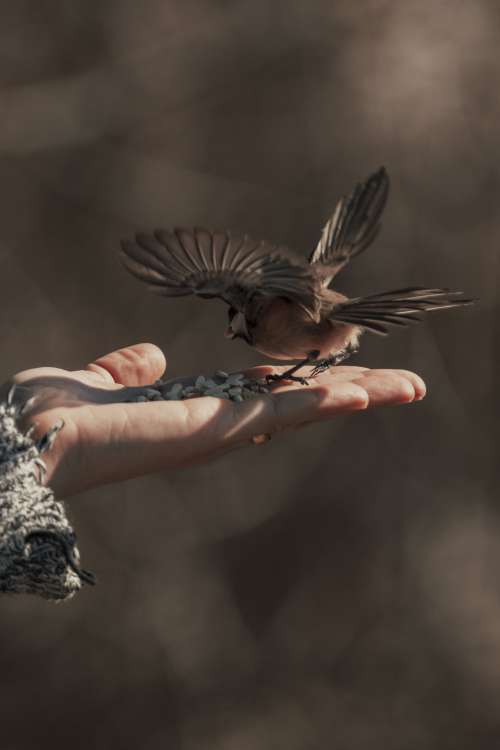 Bird Spreads Its Wings As It Lands On The Palm Of A Persons Hand Photo