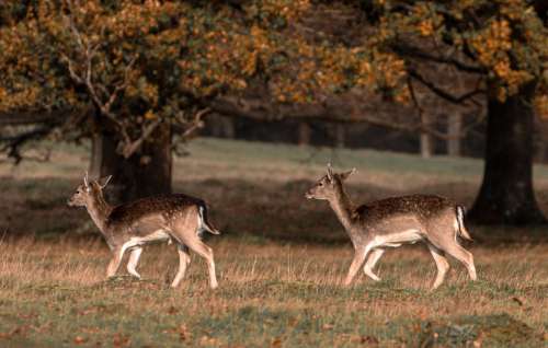 Two Young Deer Walk Across A Grassy Field Photo