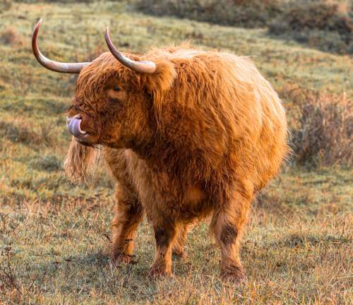 Rust Colored Highland Cow Stands In An Open Field Photo