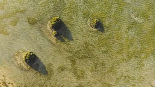 Aerial View Of A Mossy Green Ground Photo