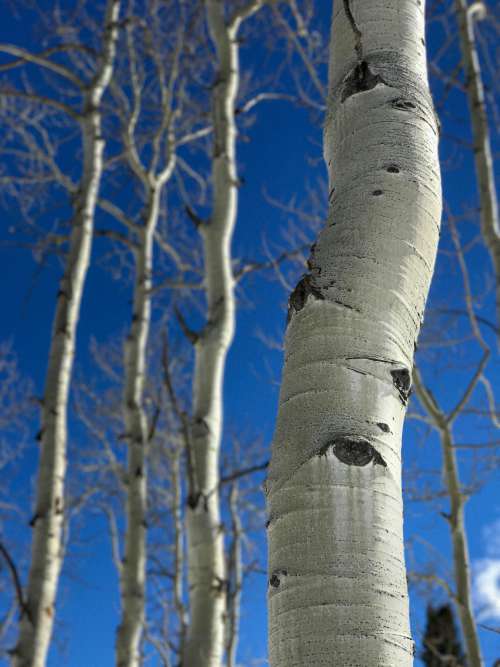Close Up Of White Birch Under Blue Sky Photo