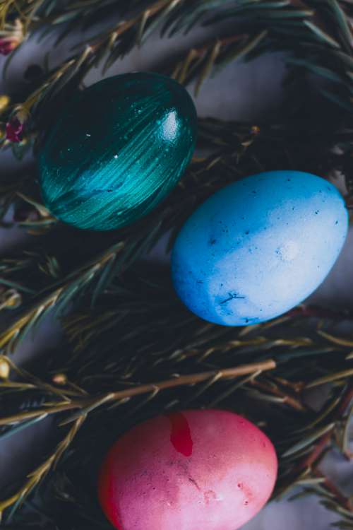Close Up Of Dyed Easter Eggs On Green Needled Branches Photo