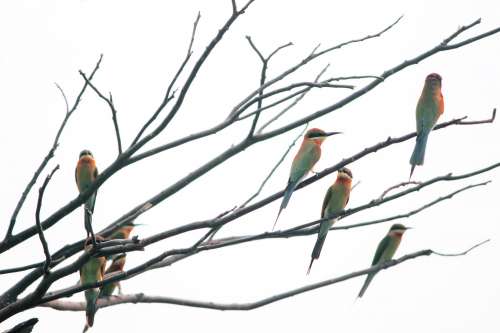 Small Colored Birds Perched On Bare Tree Branches Photo