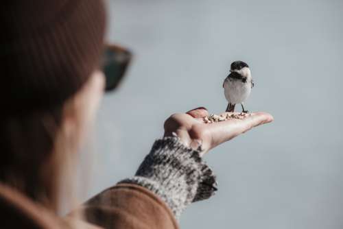 A Little Bird Eating Out Of A Persons Palm Photo