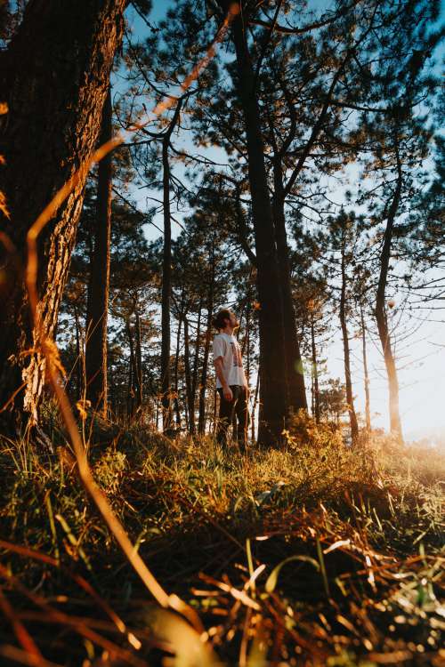 Person Standing In A Forest At Golden Hour Photo