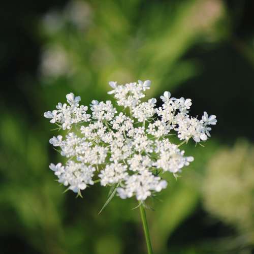 A Queen Annes Lace Flower In Bloom Photo