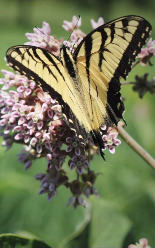 Yellow And Black Butterfly On A Purple Plant Photo