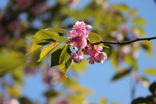 A Pink Blossom Against A Blue Sky Photo