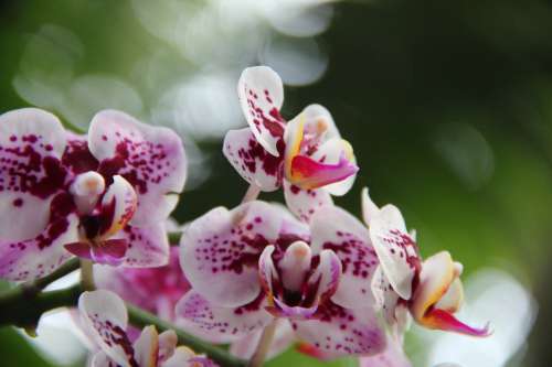 Close Up Of White Orchids With Pink Spots Photo