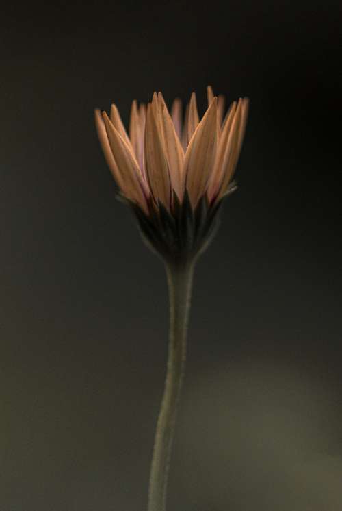 Yellow Flower That Is Starting To Bloom Photo