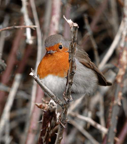 Orange Chested Bird Sits On A Tree Branch Photo