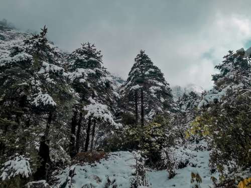 Snow Covered Tall Trees On A Cloudy Day Photo