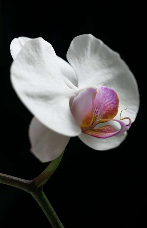 Close Up Of A White Orchid On Black Photo