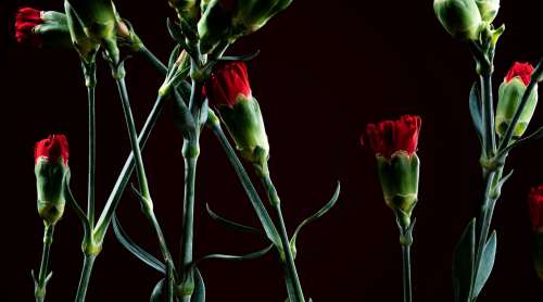 Red Carnation That Have Yet To Bloom Photo