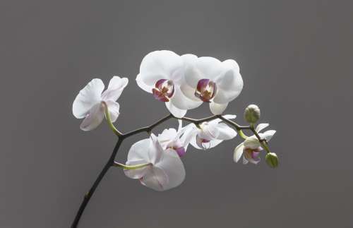 A Branch Of Falling White Orchids Photo