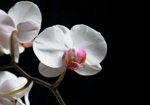 Close Up Of Virbrant White Orchids On Black Photo