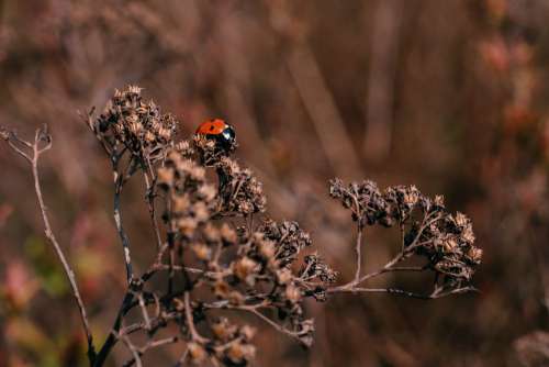 Ladybug on a dried yarrow flower bud 3