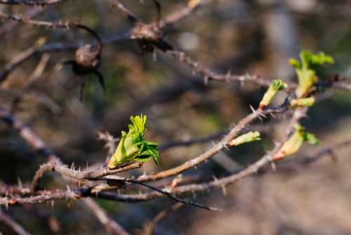 Wild rose bush coming to life 3