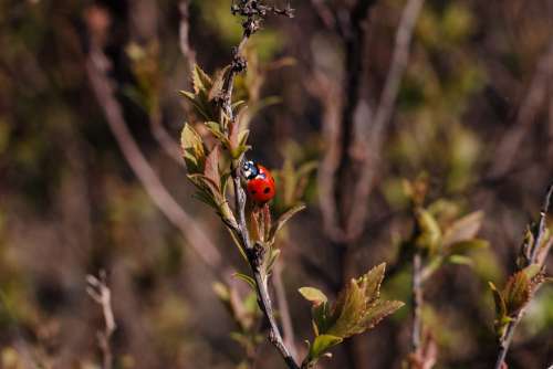 Ladybug on a bush branch