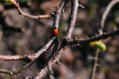 Ladybug on a thorny thick branch of wildrose bush