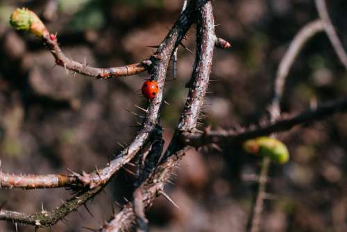 Ladybug on a thorny thick branch of wildrose bush 2