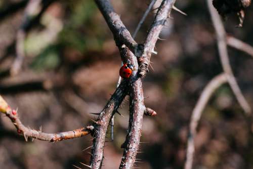 Ladybug on a thorny thick branch of wildrose bush 3