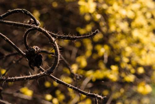 Dried wild rose branch against yellow bush flowers